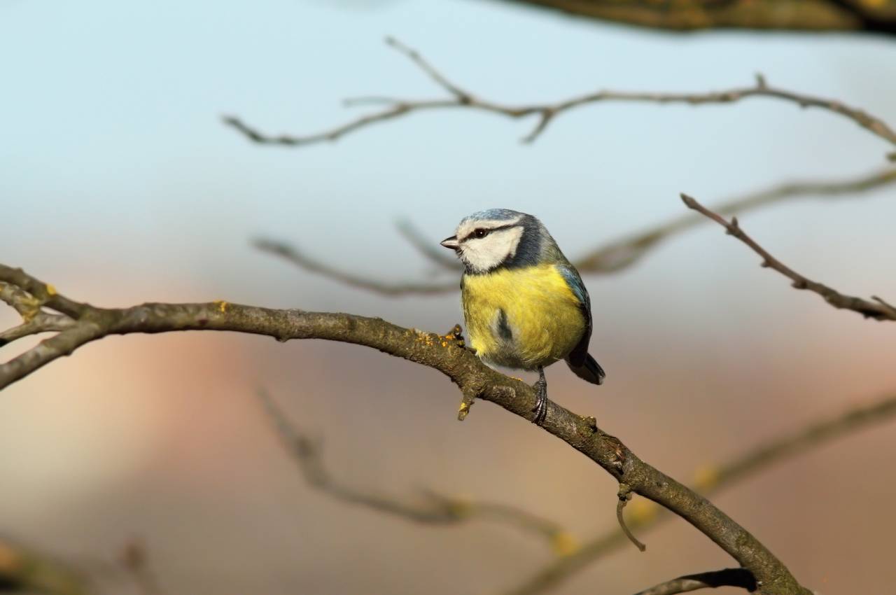 British Garden Birds: A Complete Guide to Welcoming Wildlife Into Your Garden